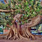 Bäume XXL Großblättrige Feige (Ficus macrophylla)