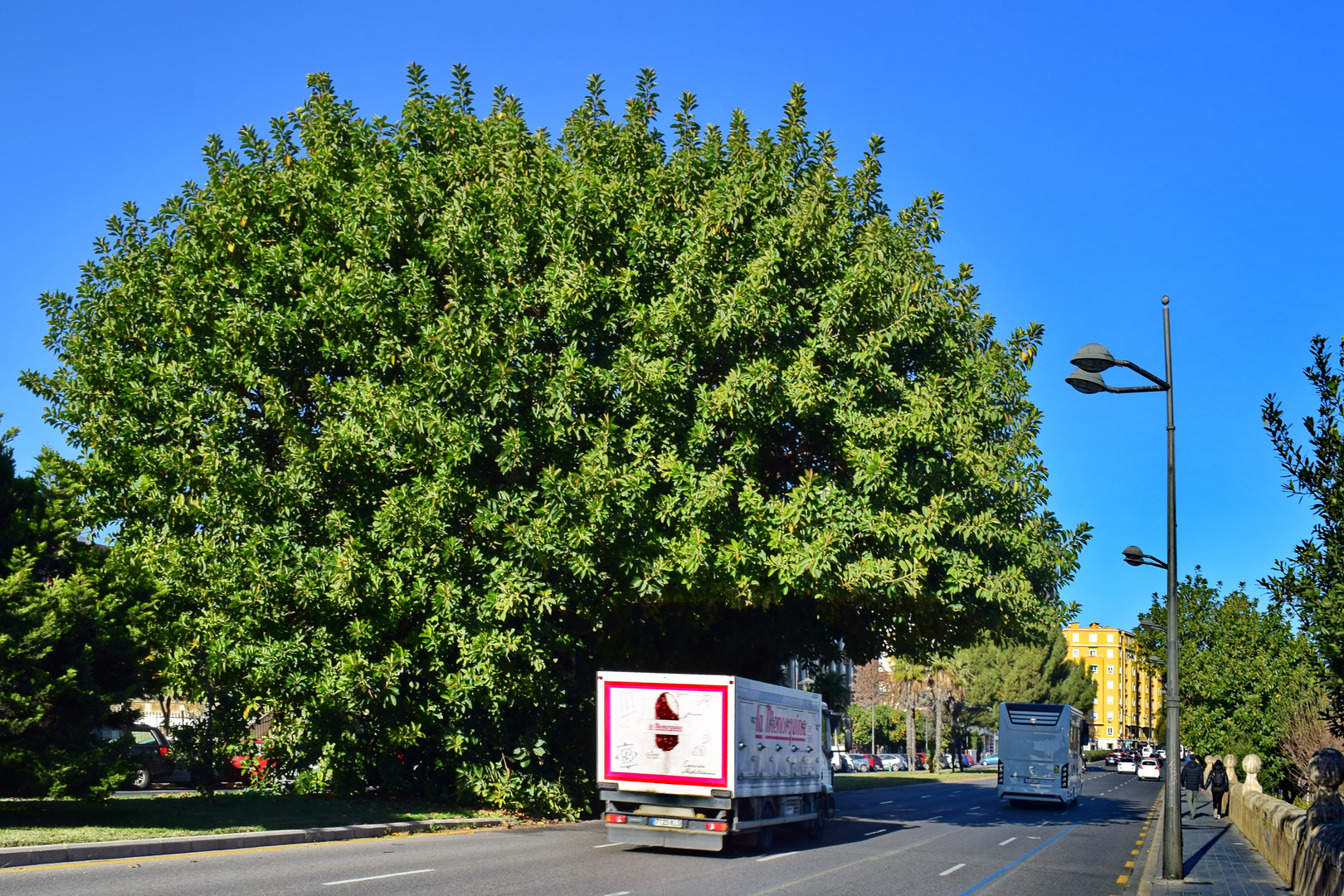 Bäume XXL: Gummibaum