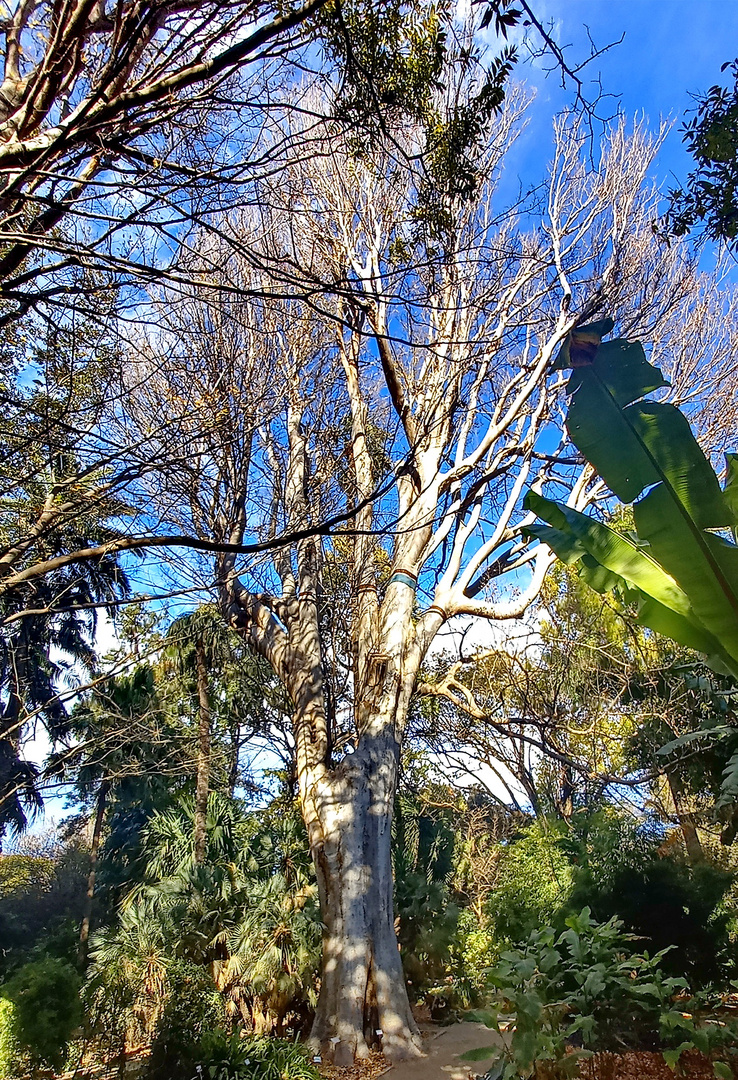 Bäume XXL: Kaukasische Zelkove (Zelkova carpinifolia)