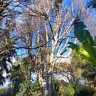 Bäume XXL: Kaukasische Zelkove (Zelkova carpinifolia)