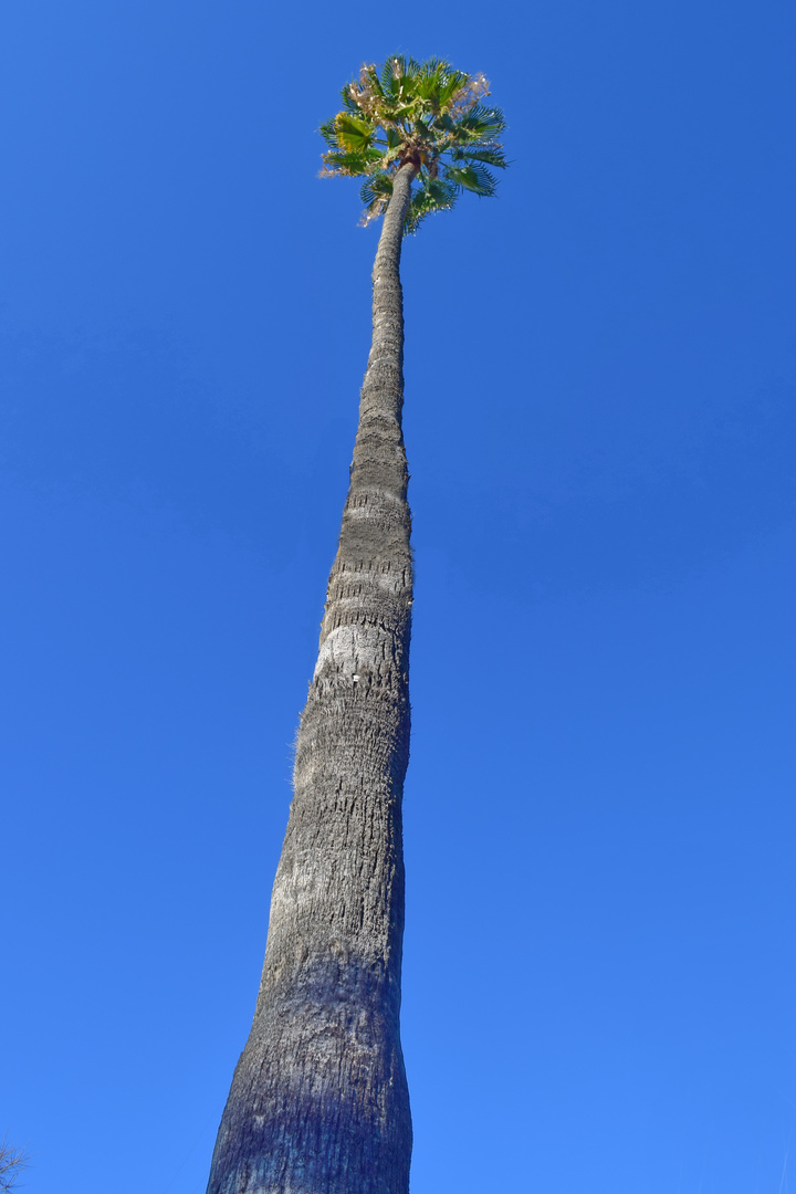 Bäume XXL: Mexikanische Palmera Washingtona 