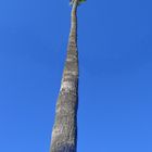 Bäume XXL: Mexikanische Palmera Washingtona 