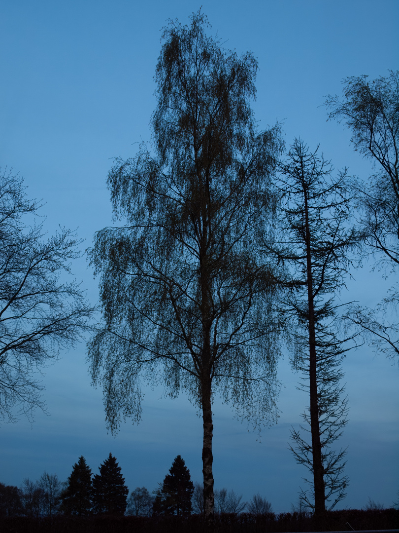 Bäume zur blauen Stunde 