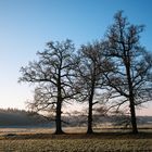 Bäume zusammenstehend