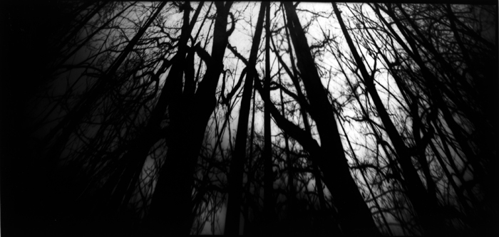 Bäume3_CameraObscura_2003