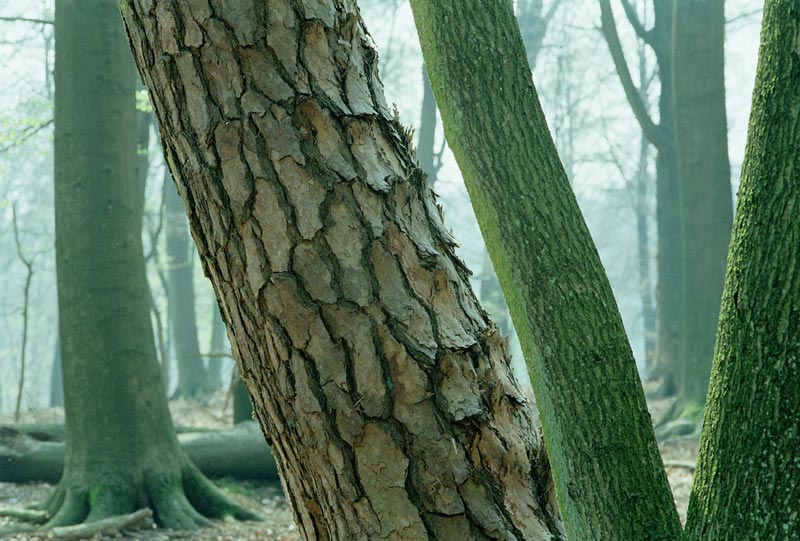 Bäumen im Veluwezoom (Die Niederlande)