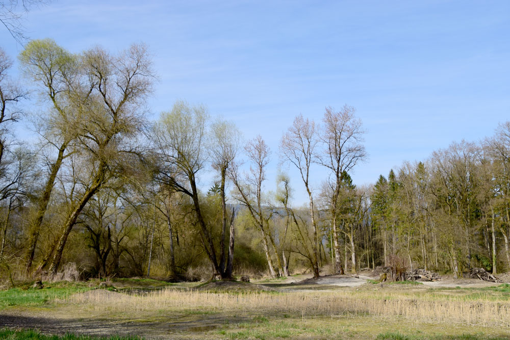 Bäumen in der Auenlandschaft