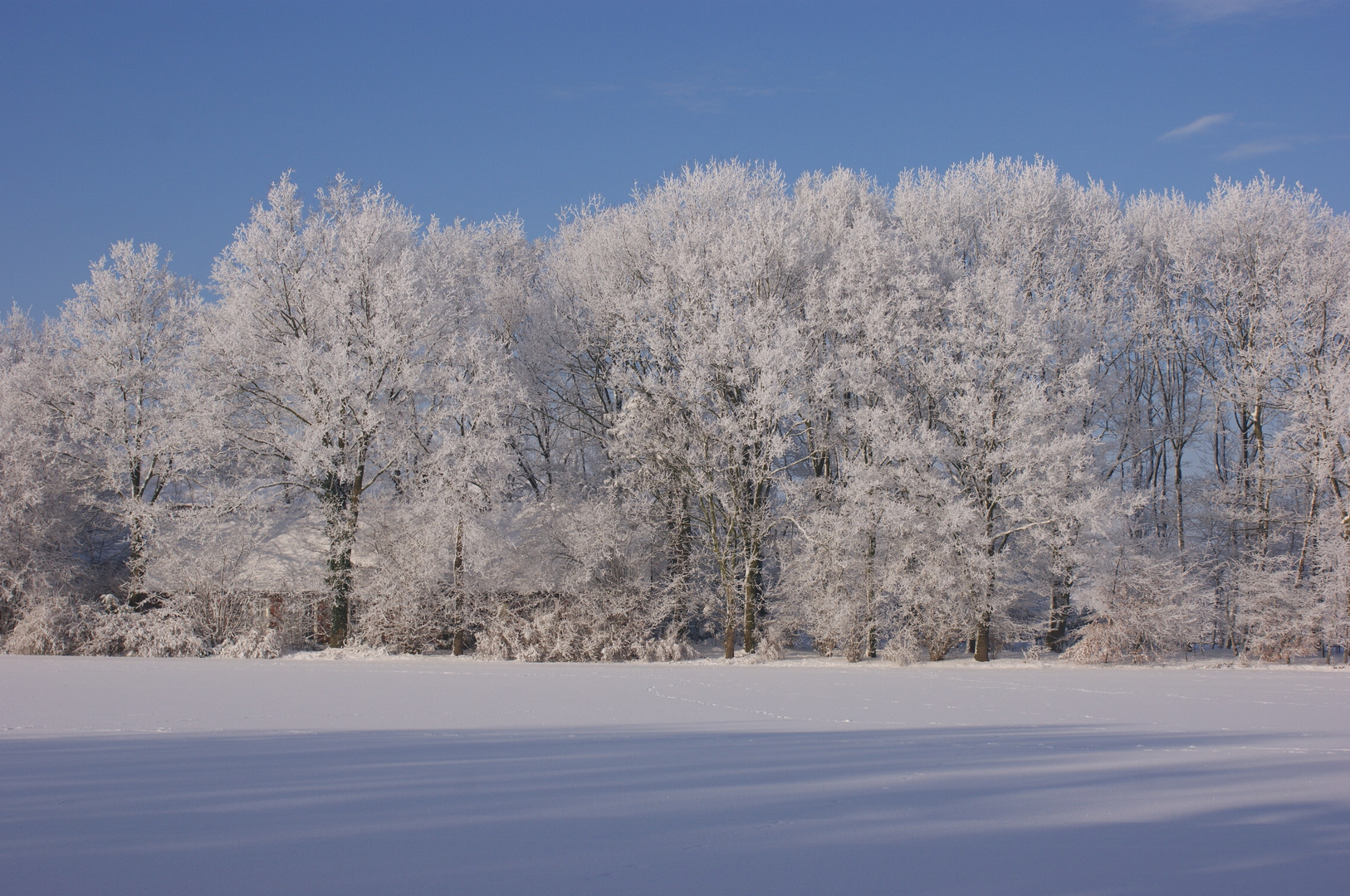 Bäumen in Schnee