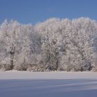 Bäumen in Schnee