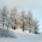 Bäumen und Schnee