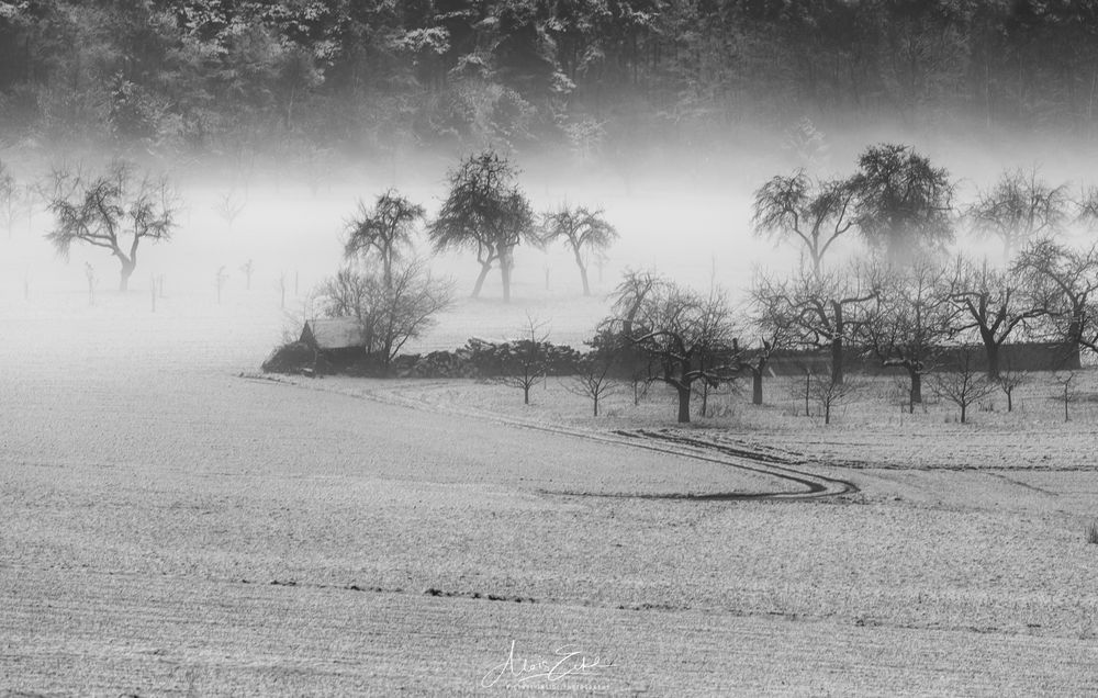 Bäume:Nebel