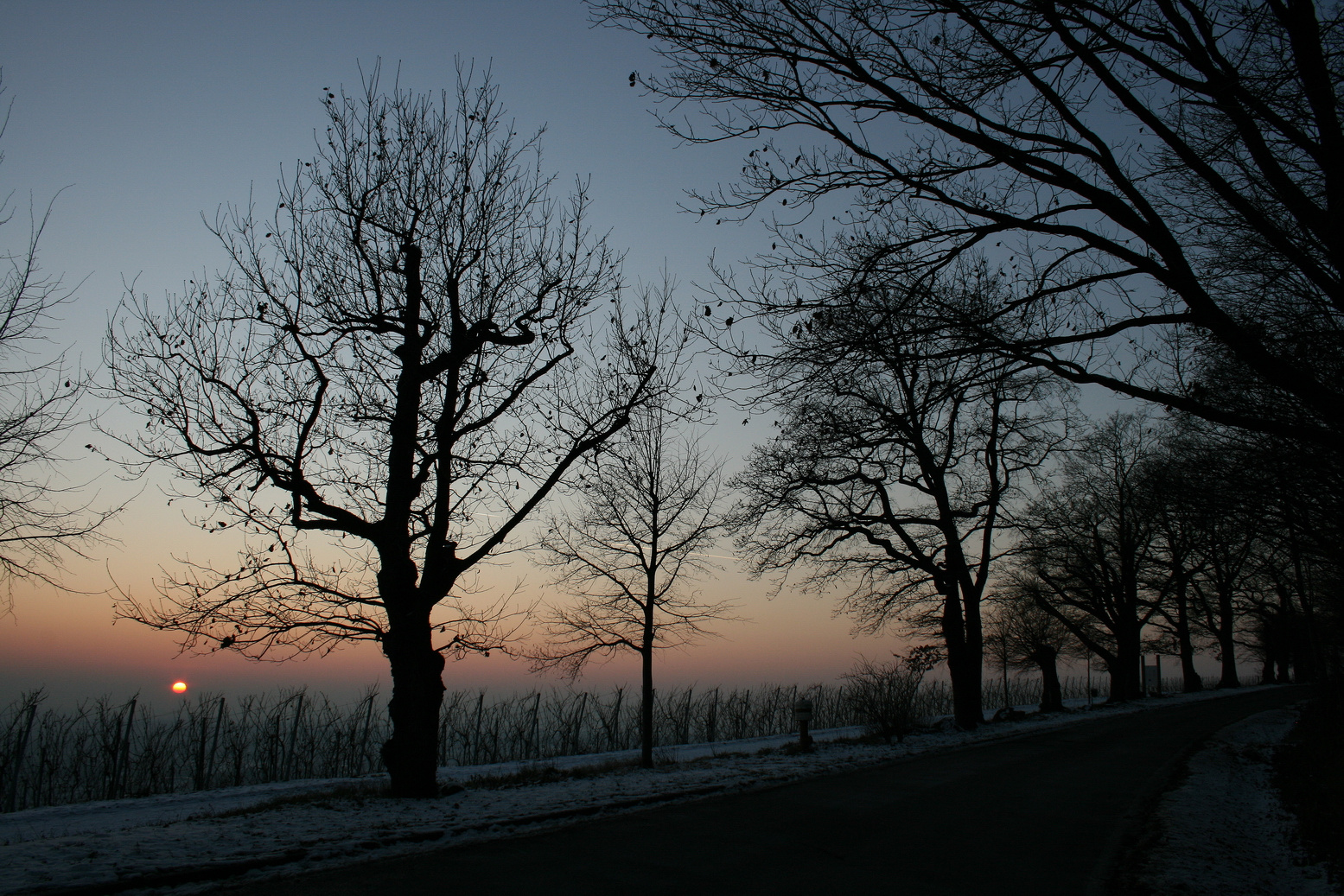 Bäumensilouetten in winterlichem Dämmerlicht