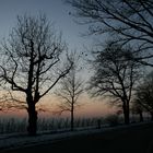 Bäumensilouetten in winterlichem Dämmerlicht