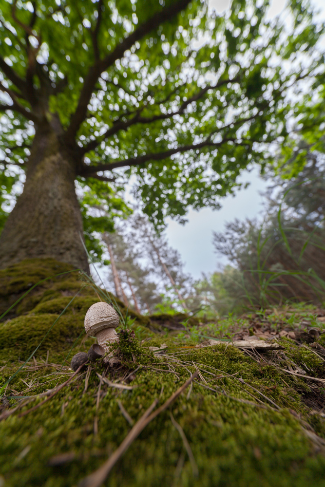 Bäumiger Pilz