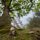 Bäumiger Pilz