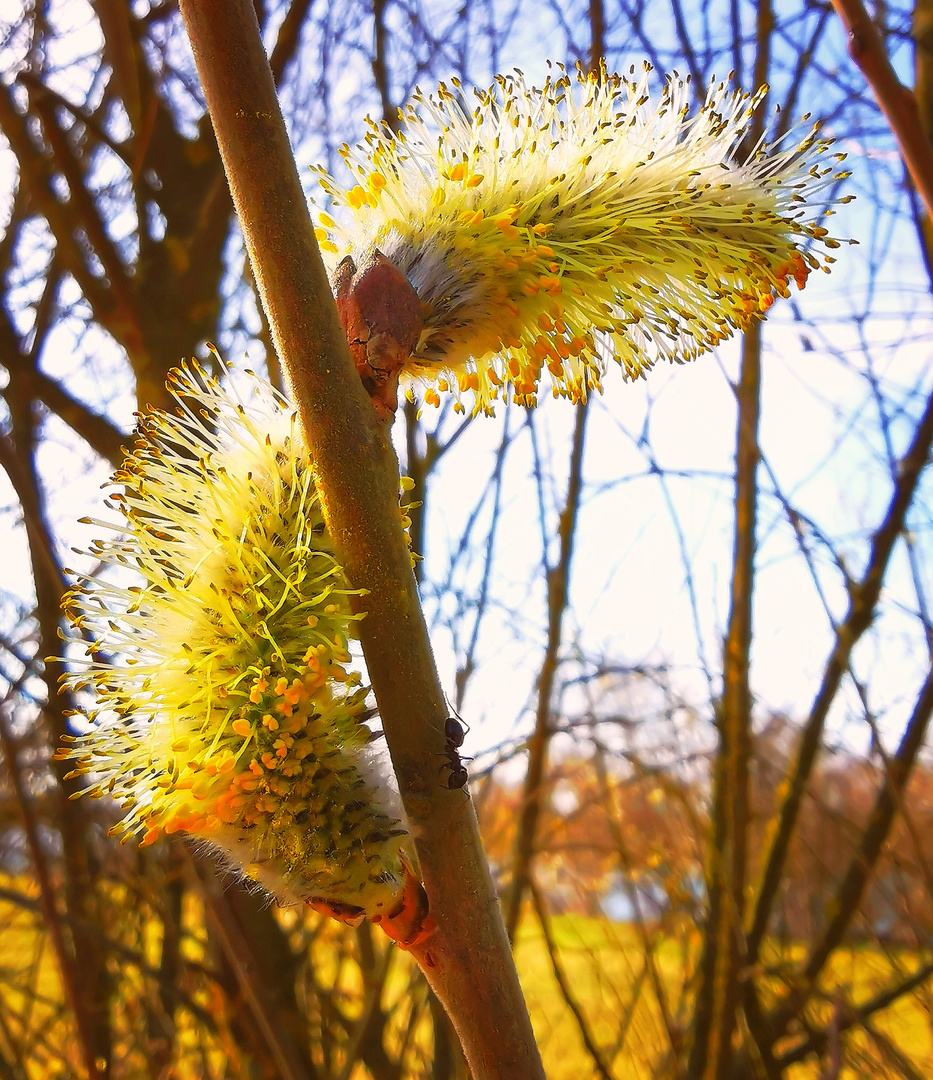 Bäumkatzerl