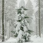 Bäumlein steht im Walde