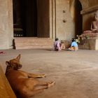 Bagan - Chill out dog at pagoda