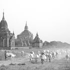 Bagan SW