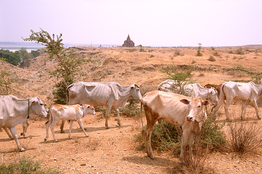 bagan vor dem Monsun