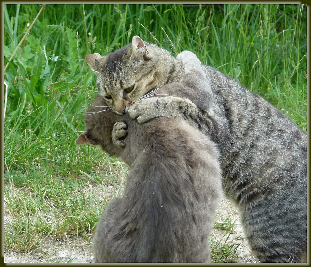 Bagarre Photo Et Image Animaux Animaux Domestiques Chats Images Fotocommunity