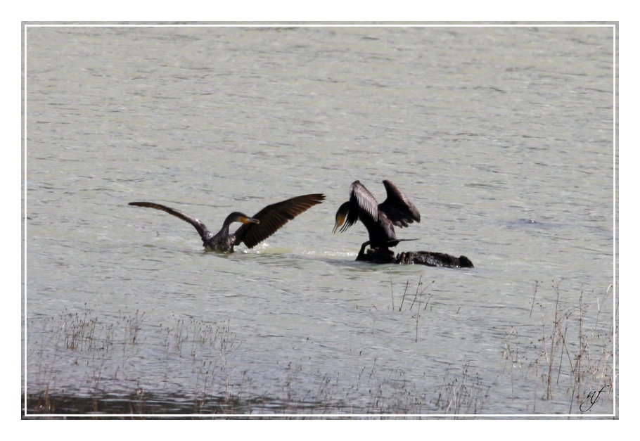 BAGARRE DE CORMORANS