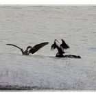 BAGARRE DE CORMORANS