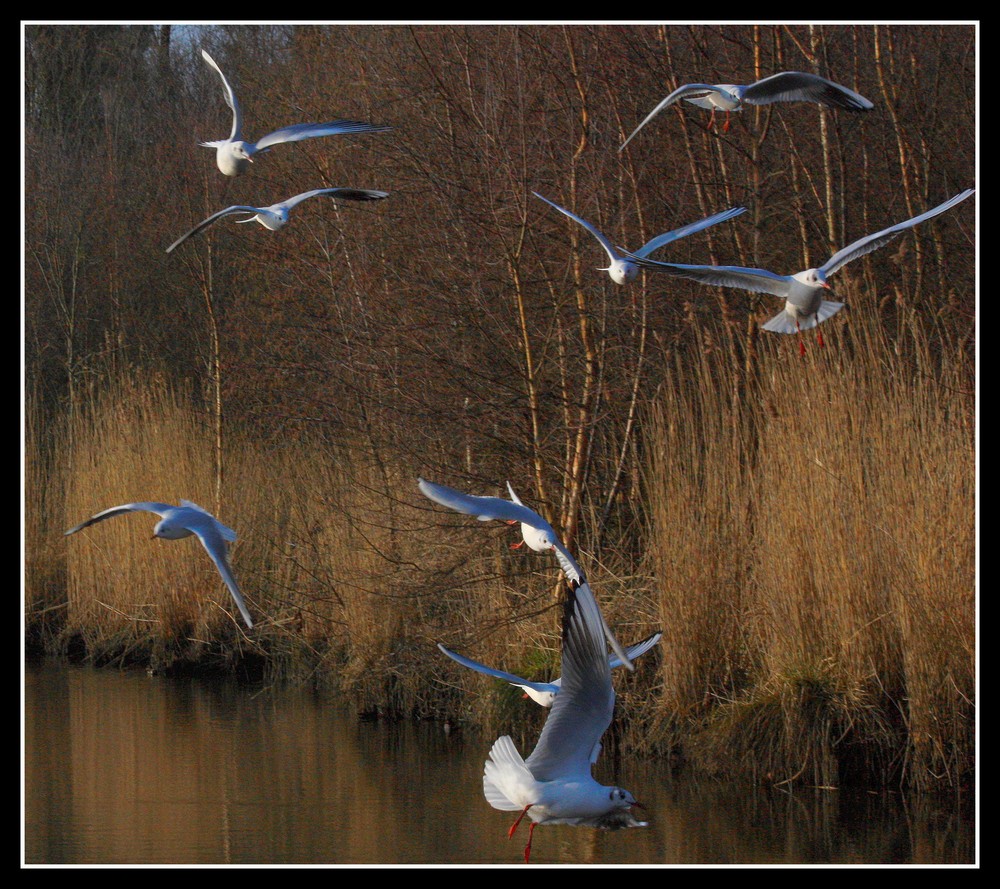 " Bagarre de mouettes le soir au marais "