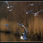 " Bagarre de mouettes le soir au marais "