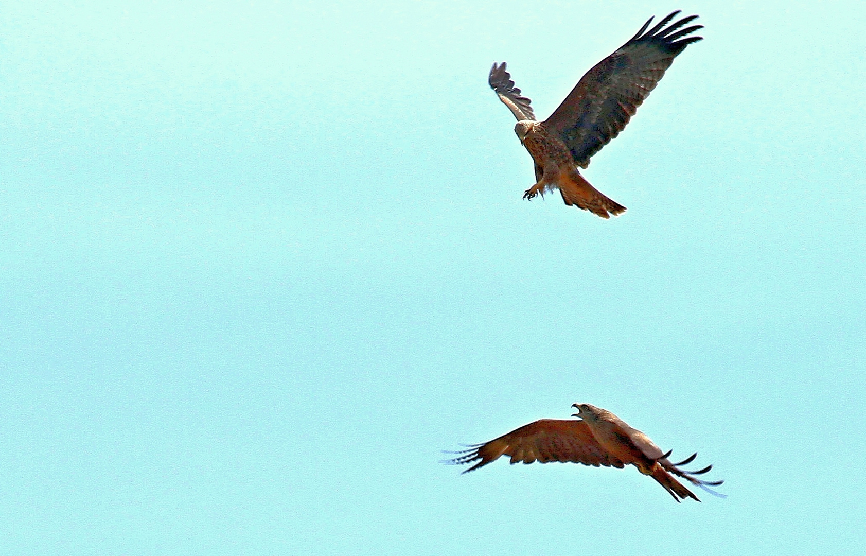 bagarre en plein ciel