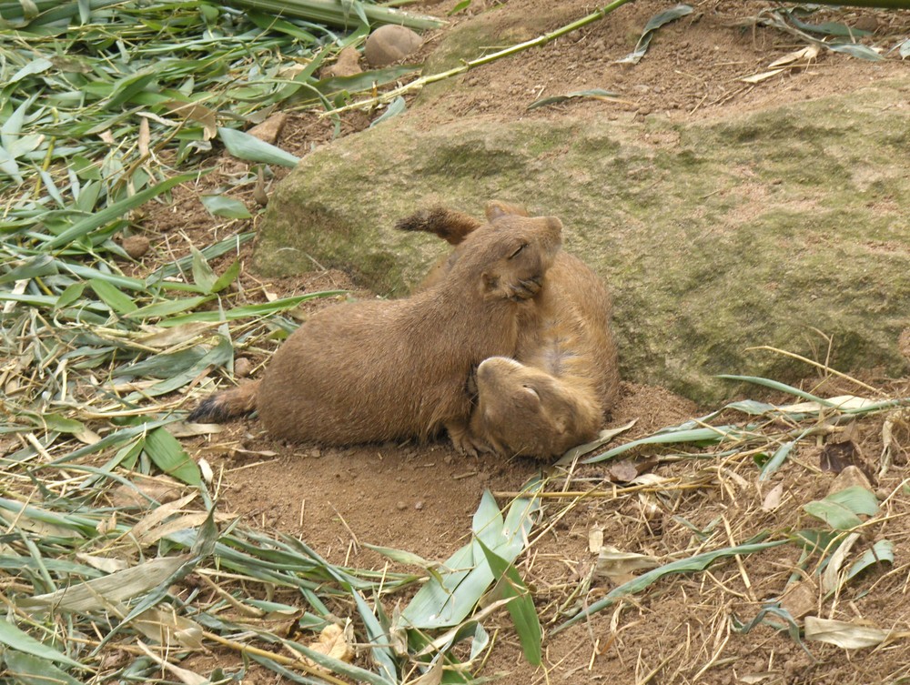 Bagarre entre deux chiens de prairie