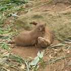 Bagarre entre deux chiens de prairie