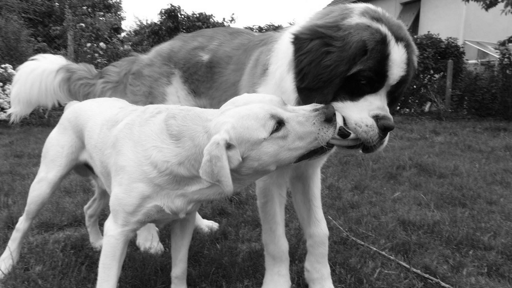 Bagarre entre Labrador sable et un gros Saint Bernard