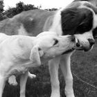 Bagarre entre Labrador sable et un gros Saint Bernard