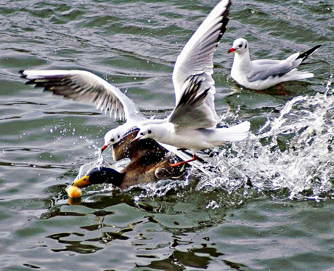 Bagarre entre mouettes et un canard