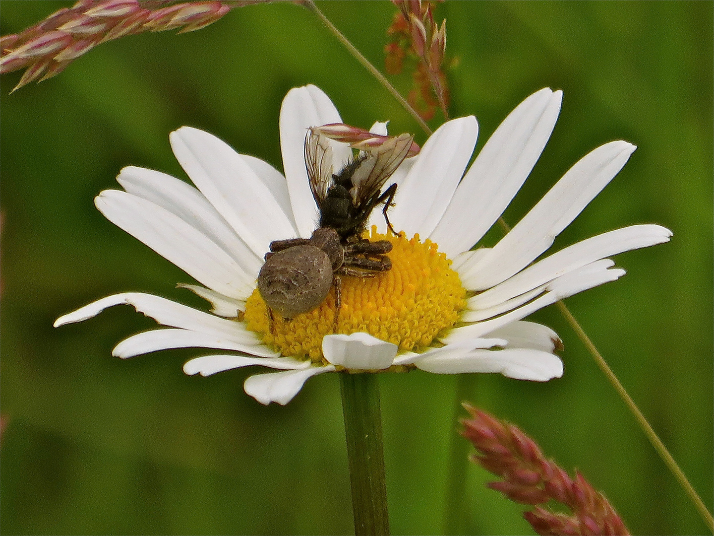 ... bagarre sur la marguerite !!!...