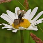 ... bagarre sur la marguerite !!!...