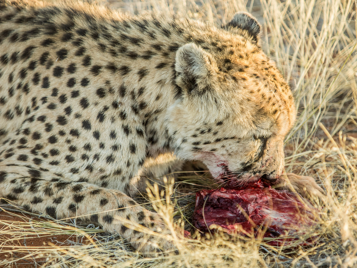 Bagatelle Kalahari Game Ranch