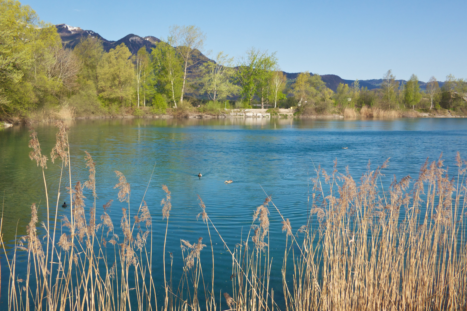 Baggersee Rankweil10