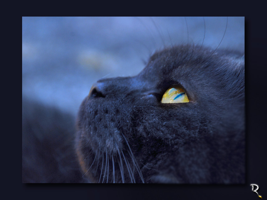 Bagheera