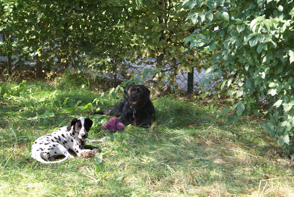 Bagheera und Cinderella beim relaxen in der Sonne