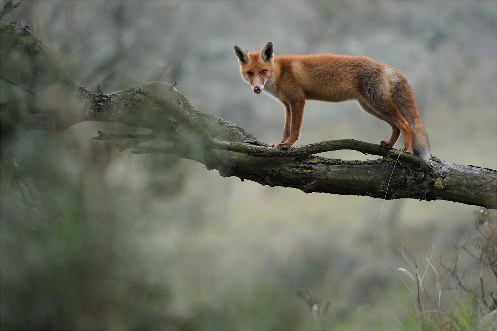 Baghira Foto & Bild tiere, wildlife, säugetiere Bilder auf