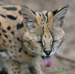 Baghira-Serval