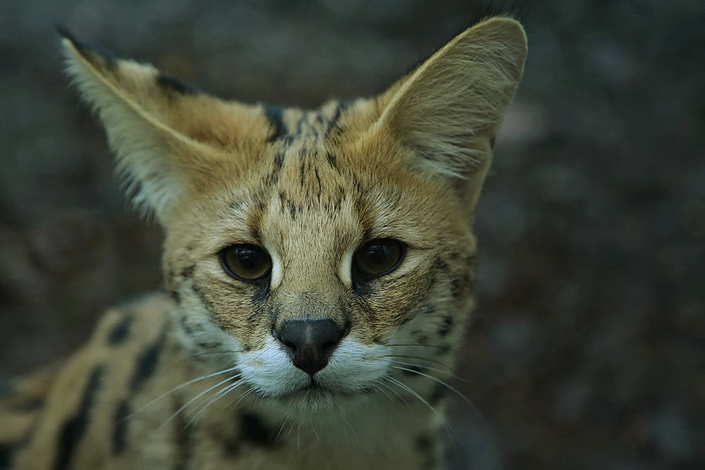 baghira-serval