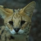 baghira-serval