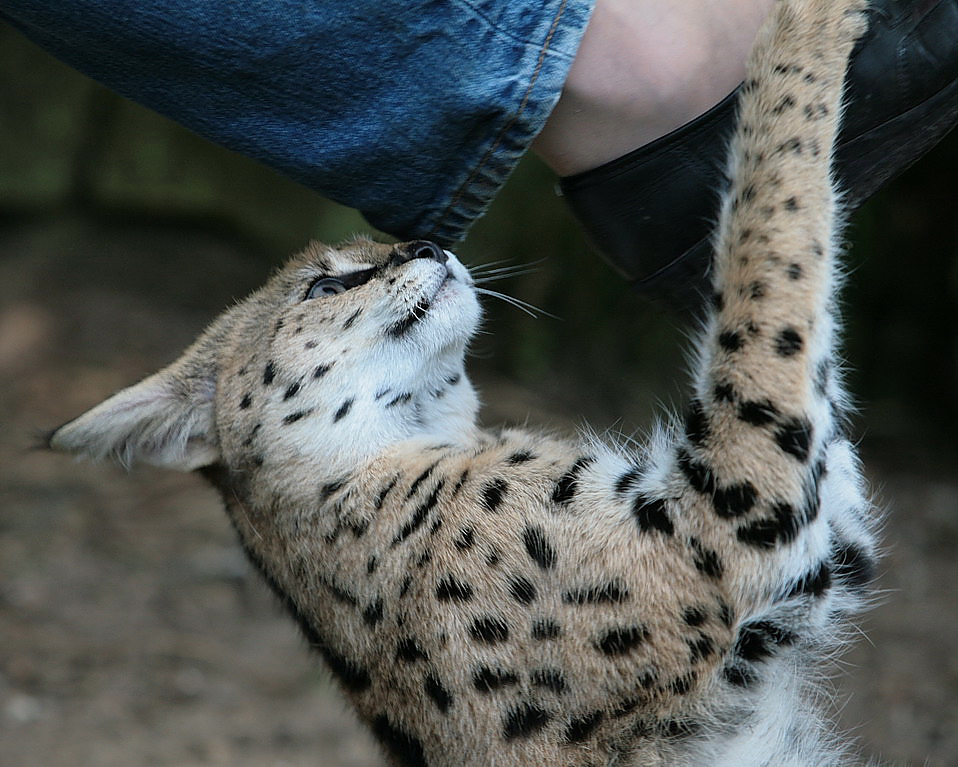 Baghira Serval