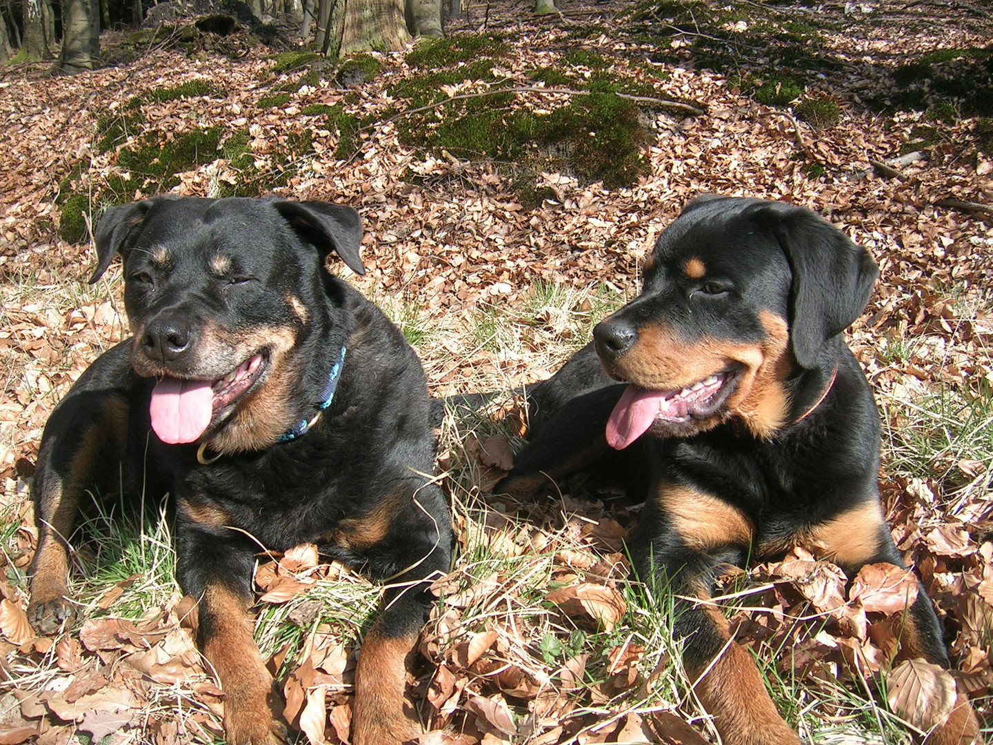 Baghira und Faro beim Herbstspaziergang!