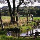 bagno del piede per le mucche / Fussbad für Kühe