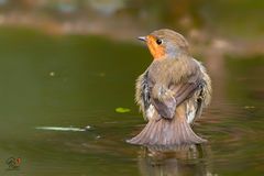 Bagno novembrino