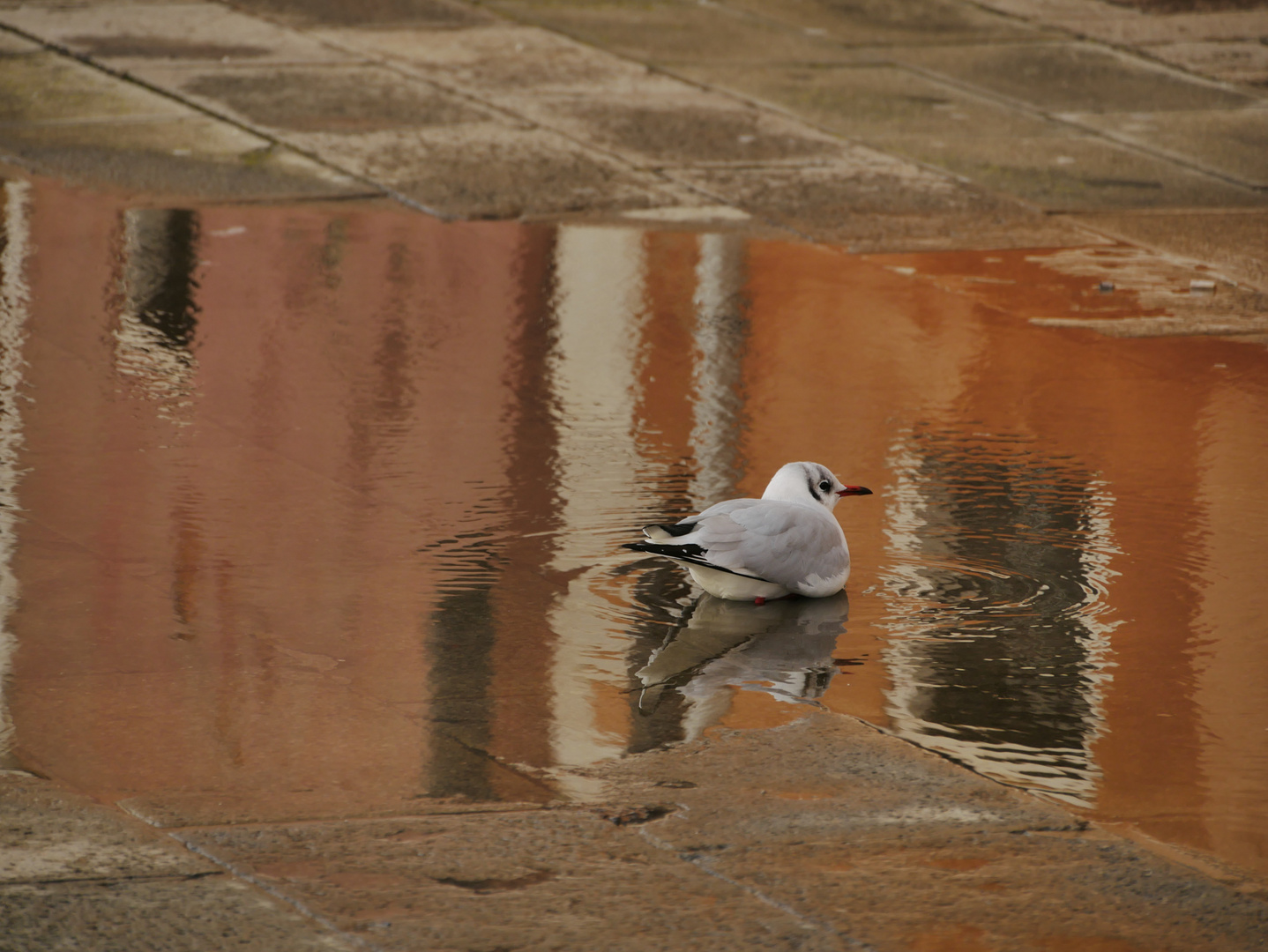 bagno reale